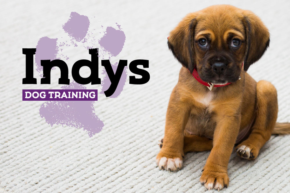 Logo design and photo of a puppy for dog trainer